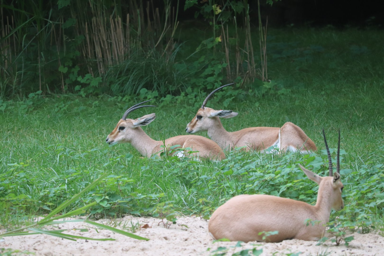 African Plains - Slender-Horned Gazelle
