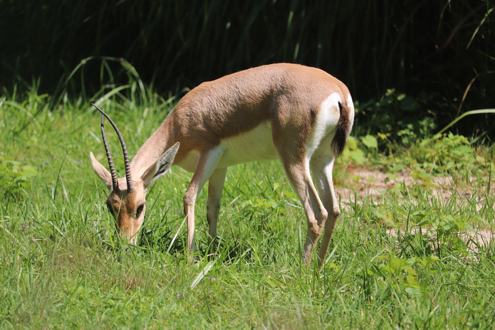African Plains - Slender-Horned Gazelle