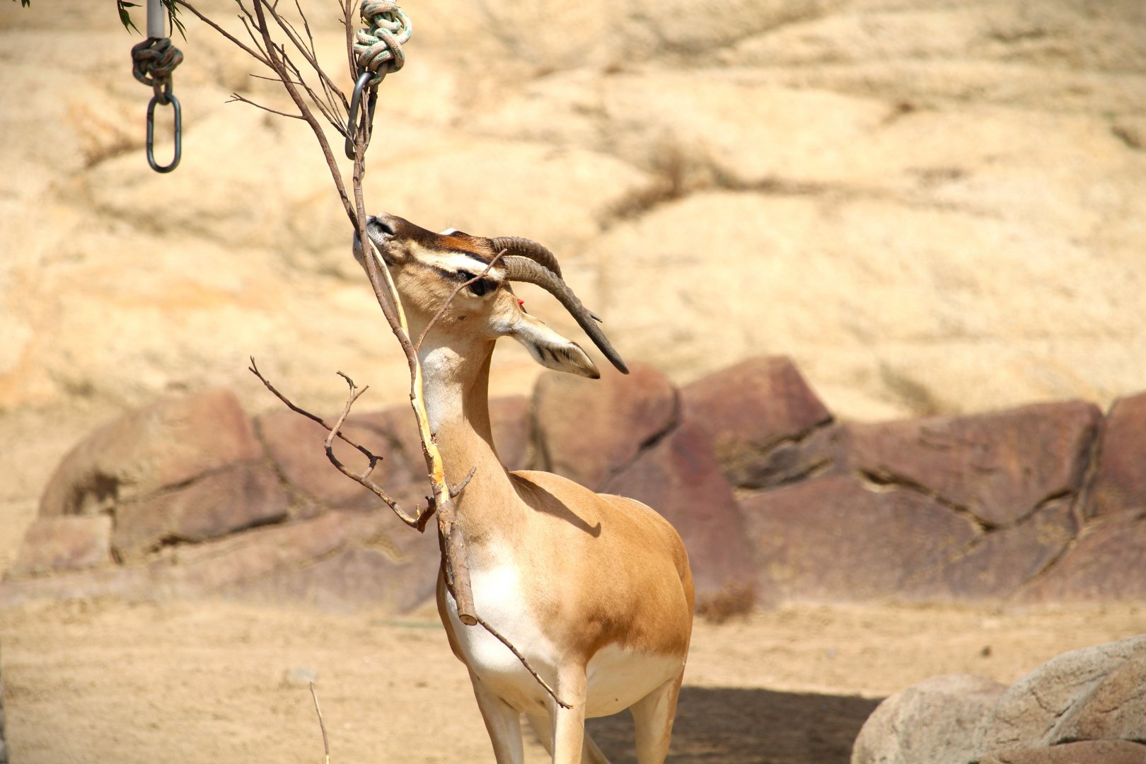 African Plains - Soemmerring's Gazelle