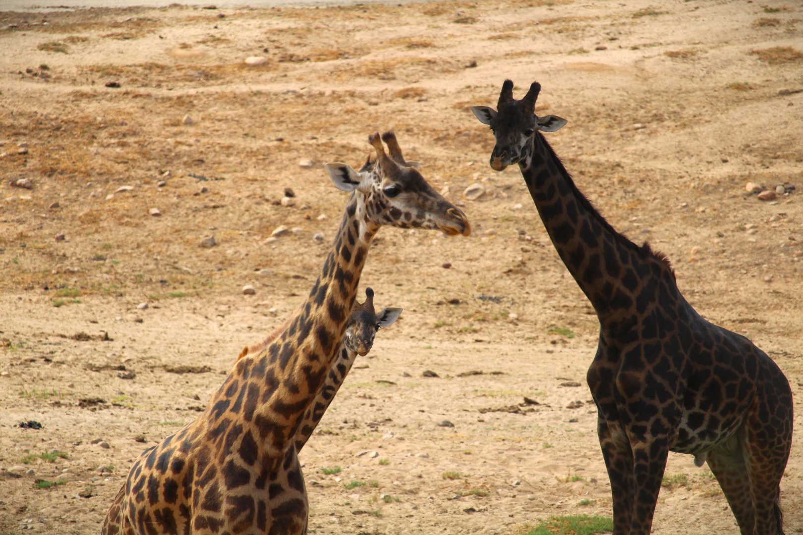 African Plains - South Africa - Masai Giraffes