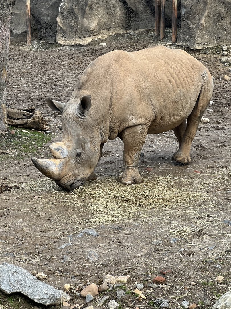 African Plains- Southern White Rhinoceros- Tony