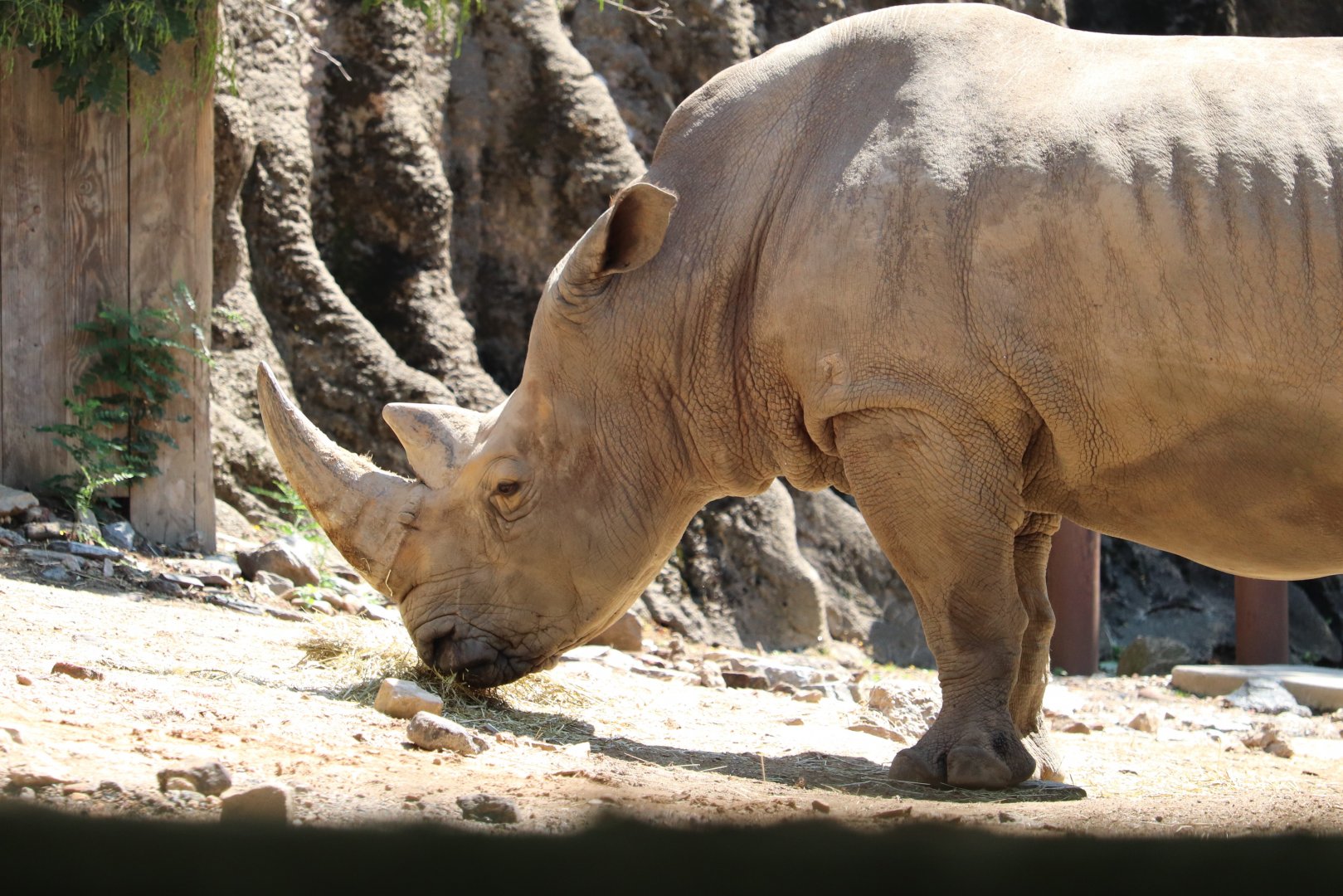 African Plains - Southern White Rhinoceros