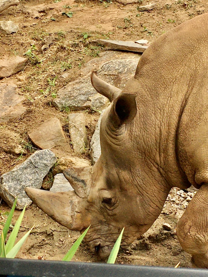 African Plains - Southern White Rhinoceros