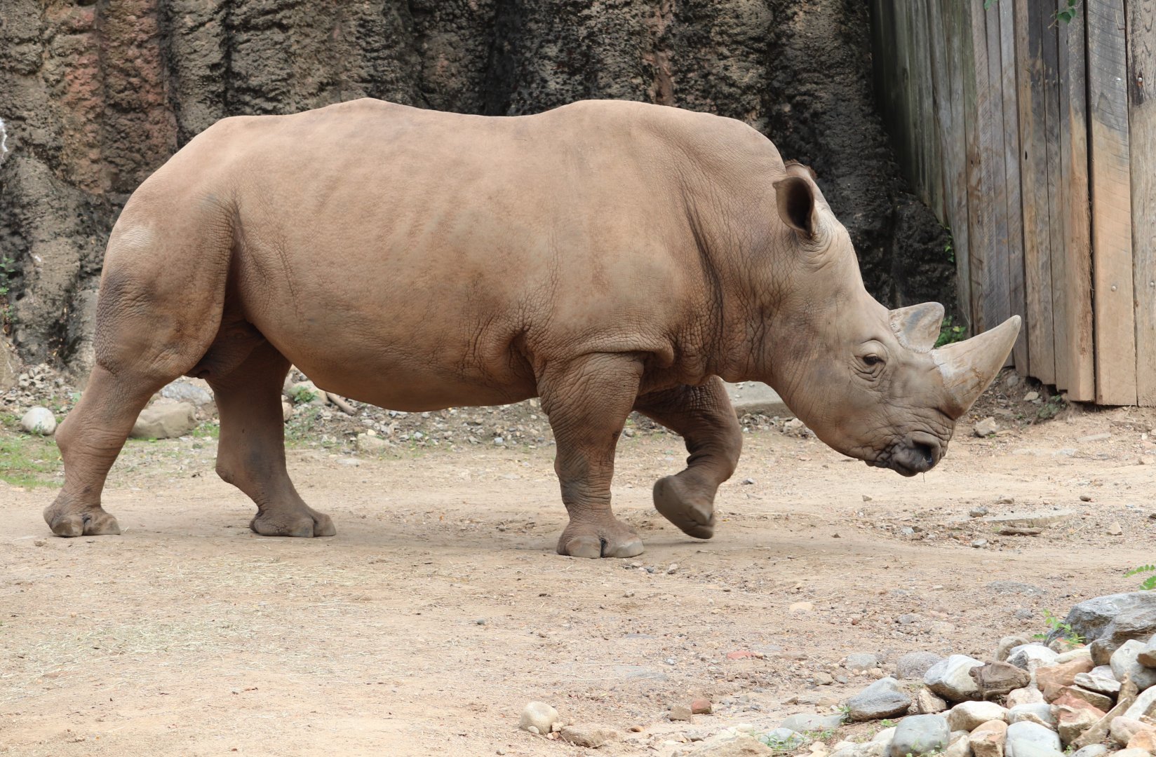 African Plains - Southern White Rhinoceros