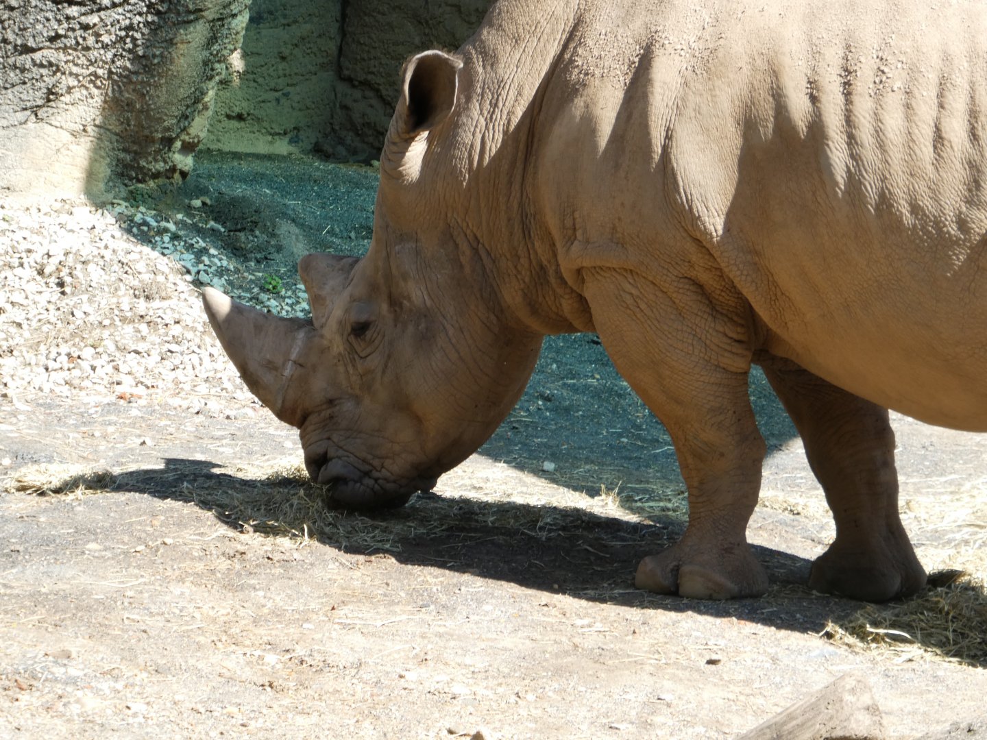 African Plains - Southern White Rhinoceros