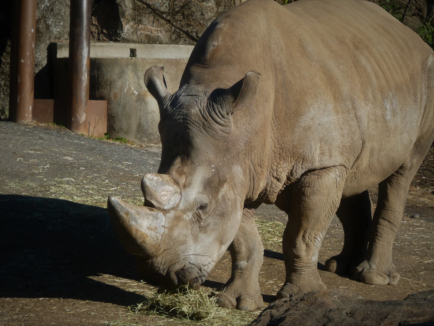 African Plains - Southern White Rhinoceros