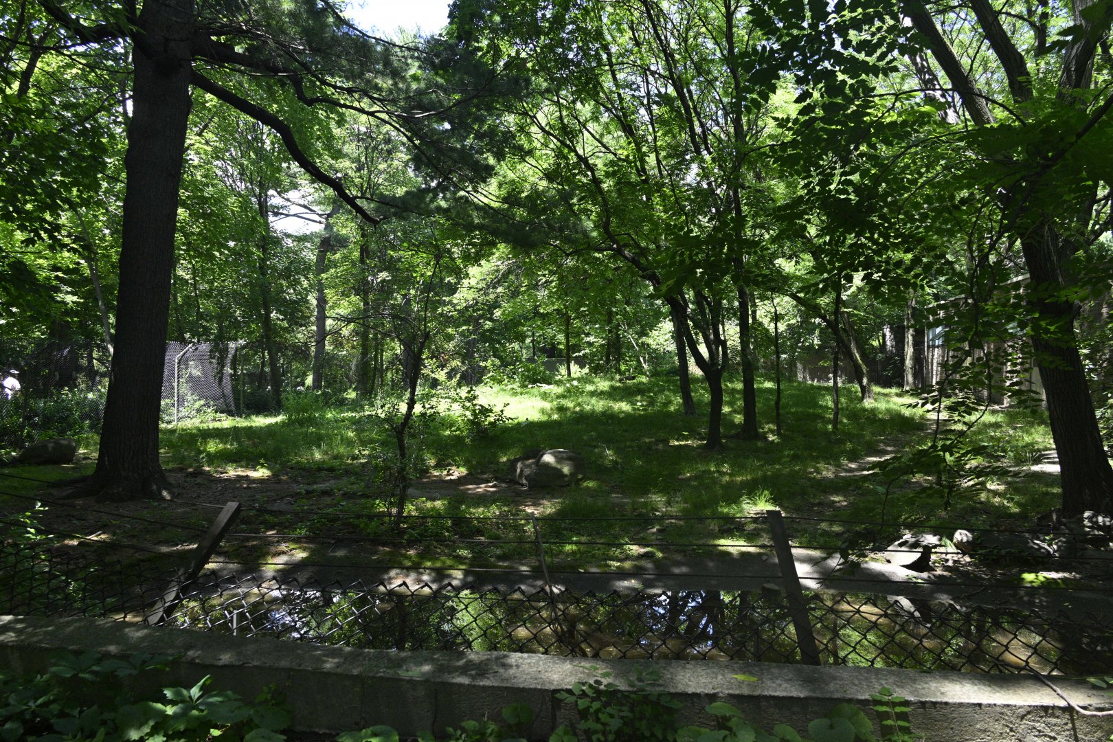 African Plains - Spotted Hyena (Crocuta crocuta) Exhibit
