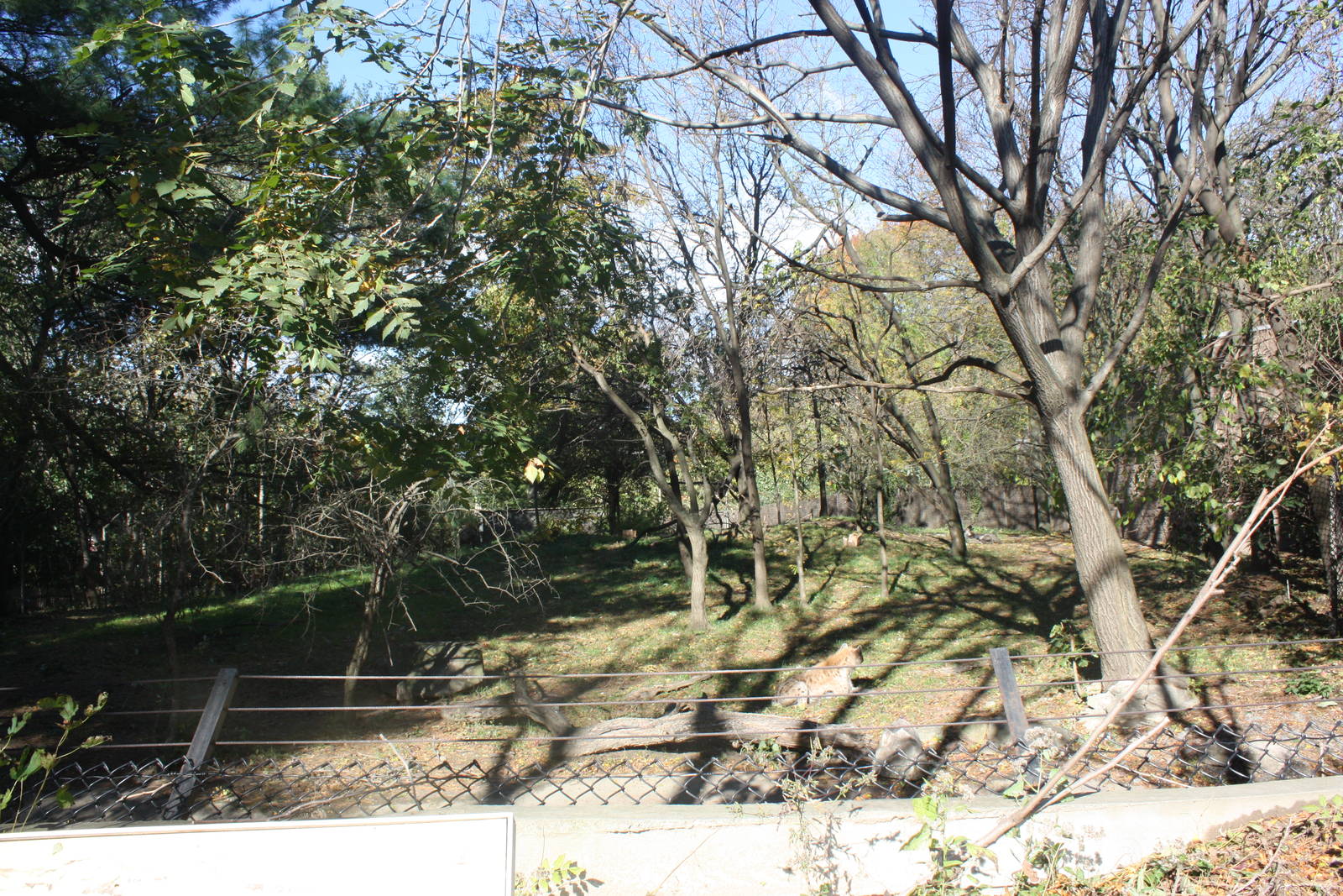 African Plains- Spotted Hyena Exhibit