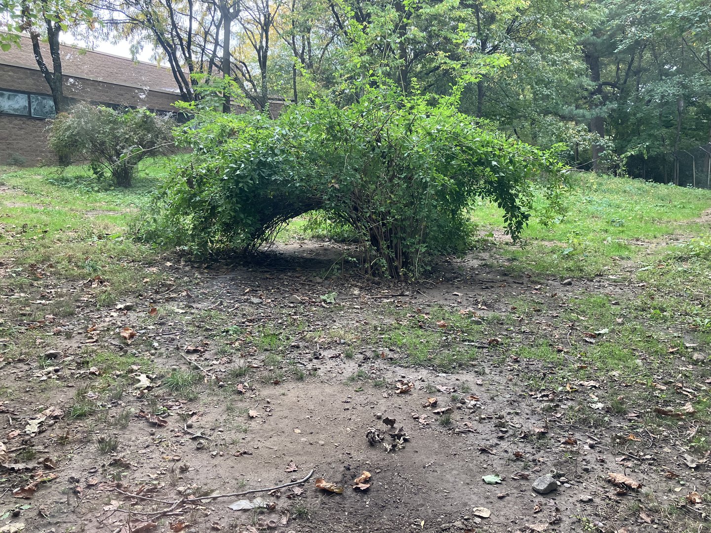 African Plains - Spotted Hyena Exhibit