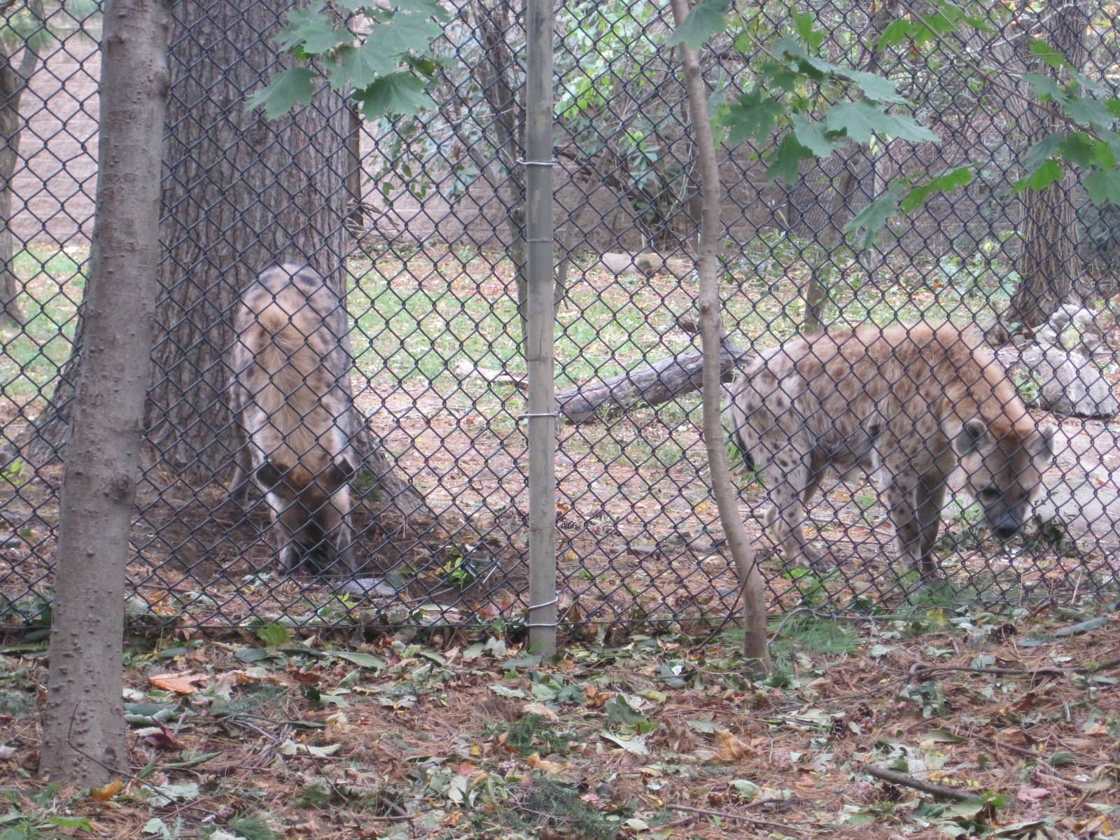 African Plains- Spotted Hyena Siblings