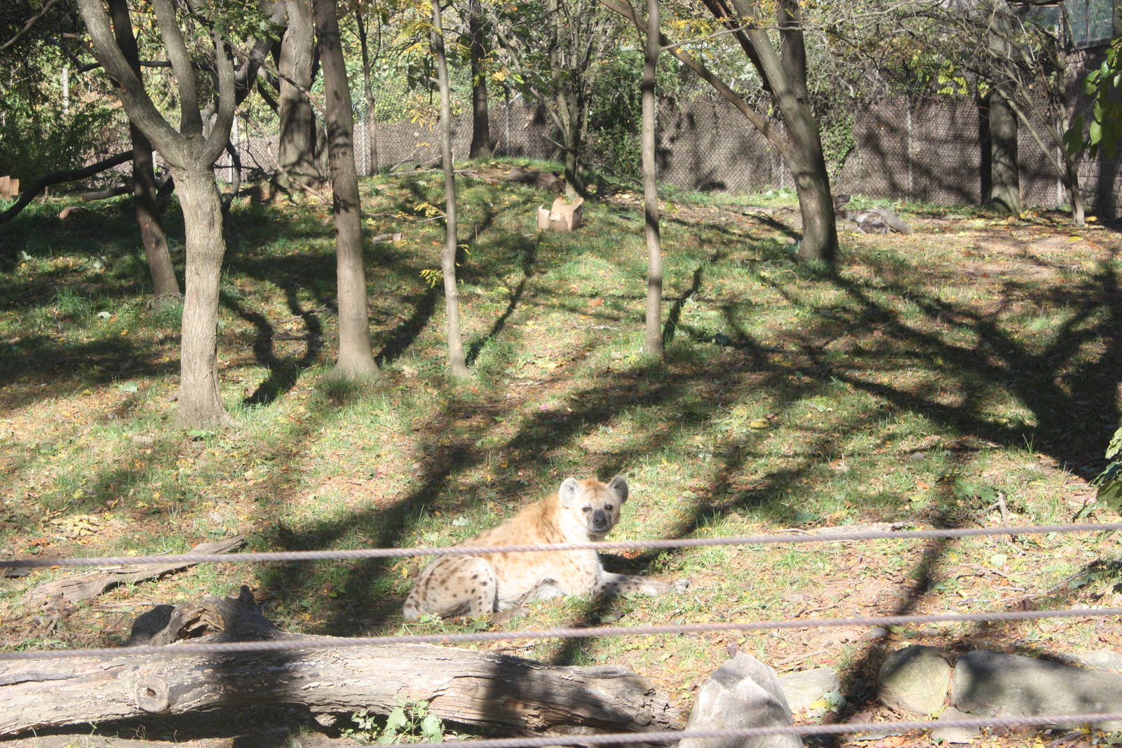 African Plains- Spotted Hyena