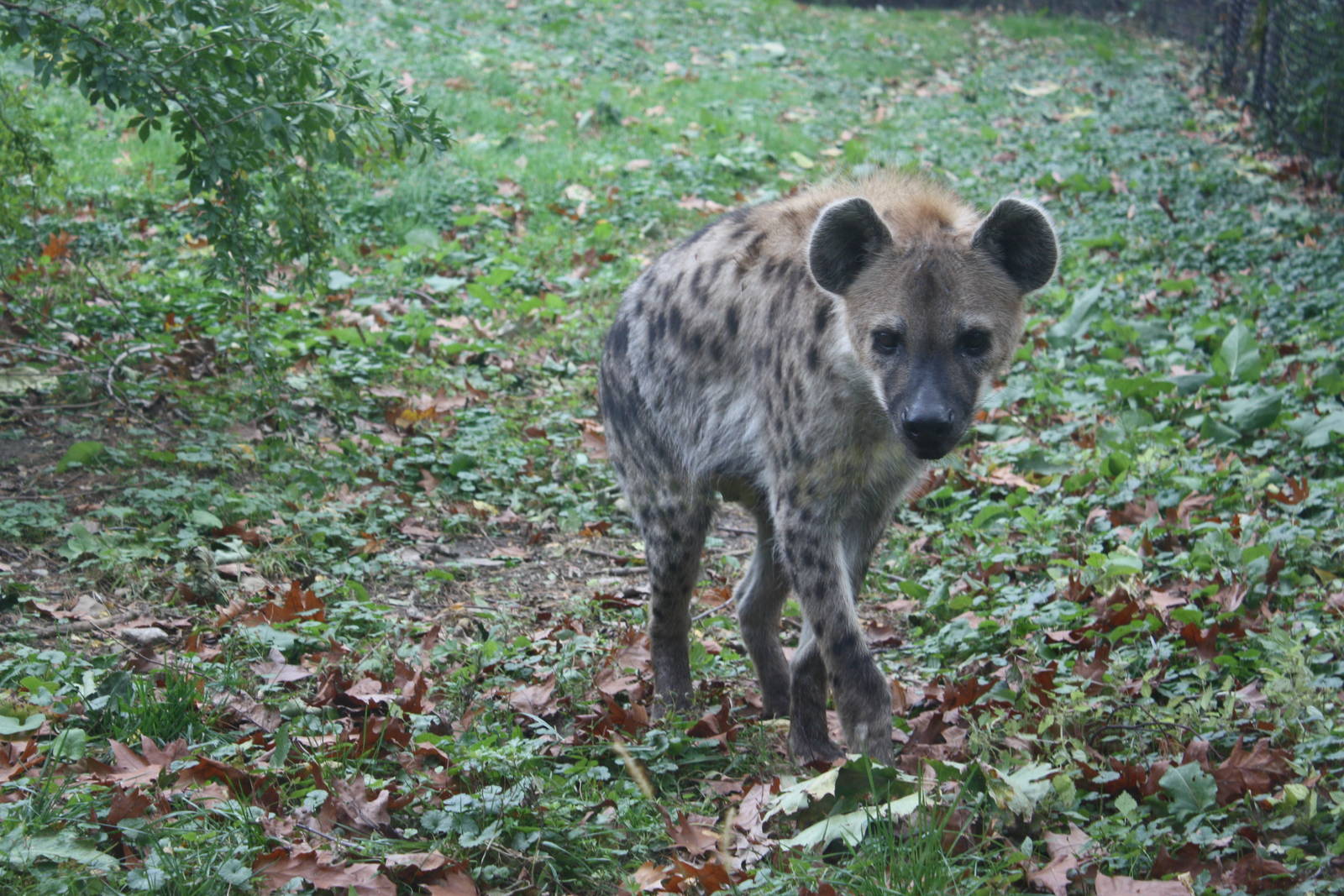 African Plains- Spotted Hyena