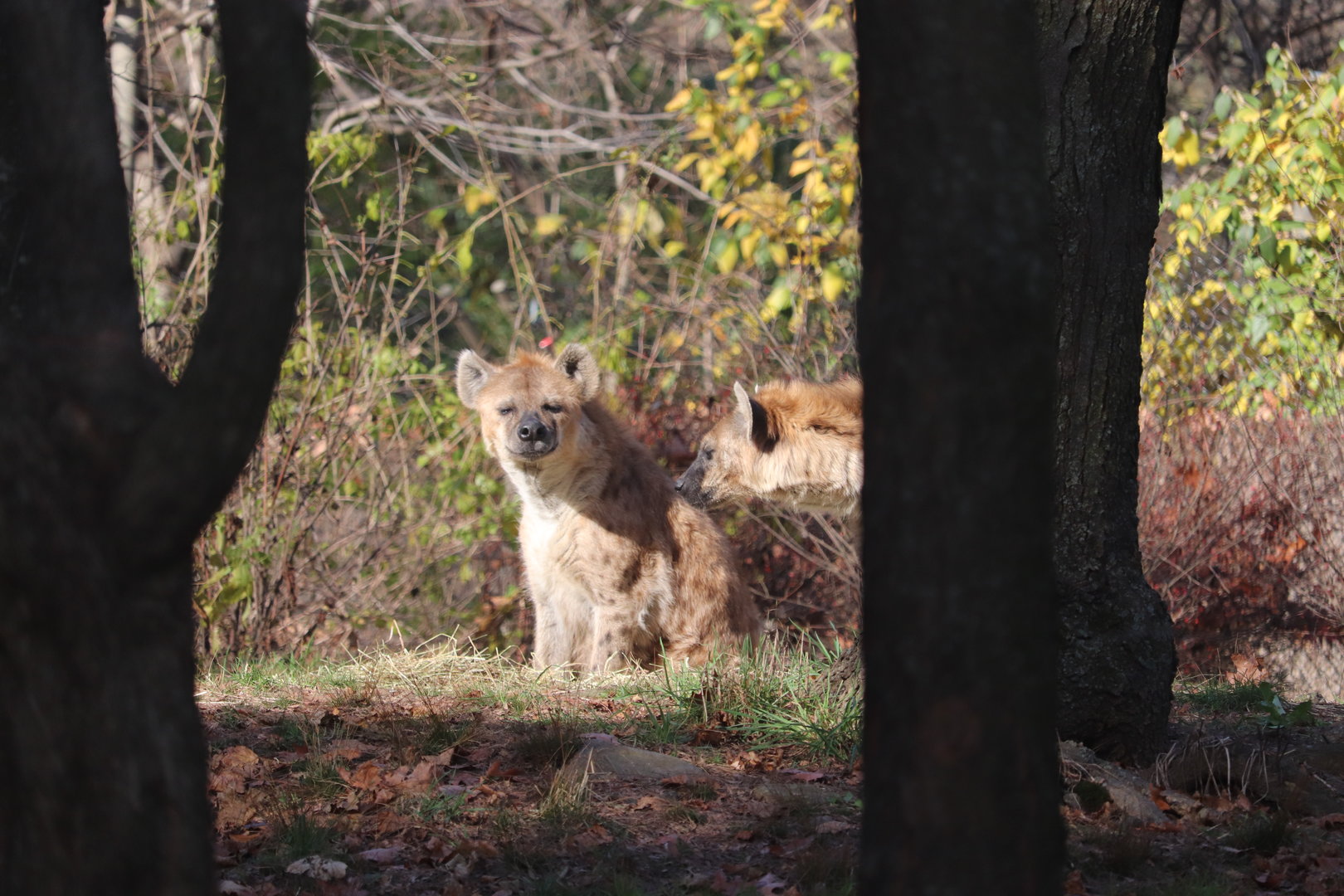 African Plains - Spotted Hyena