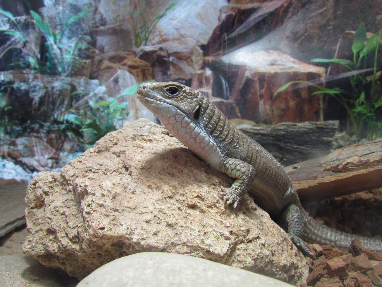 African Plains - Sudan Plated Lizard