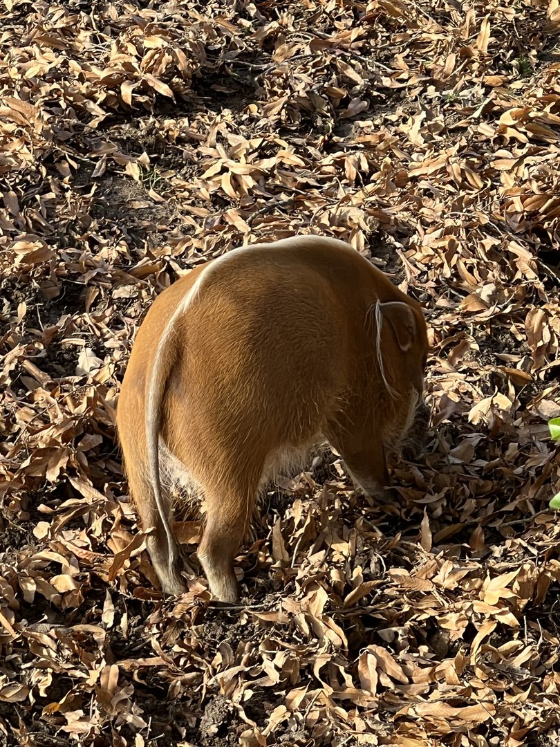 African Plains- The Phase- Red River Hog- Pork Chop