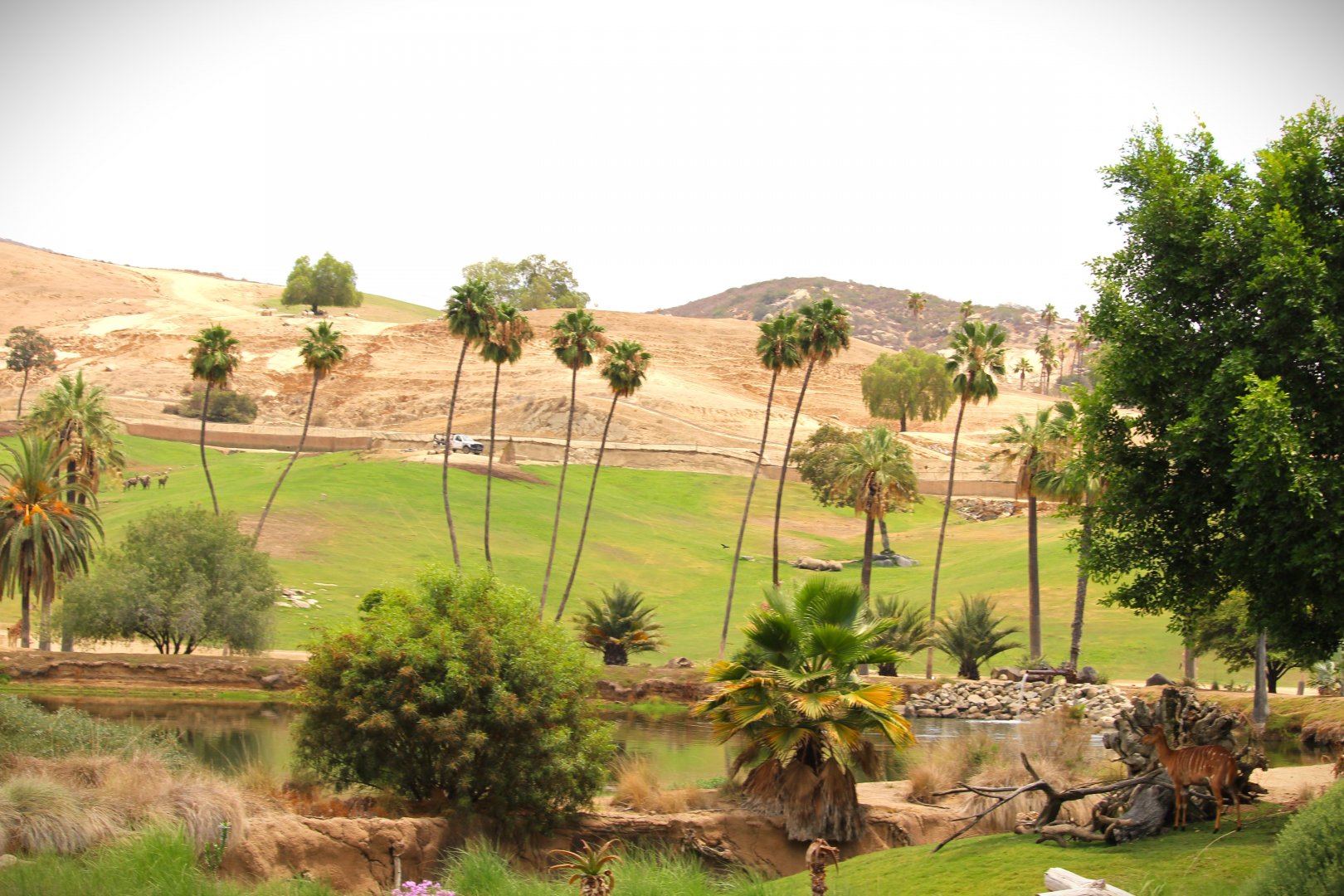 African Plains - View of East African Plains Exhibit