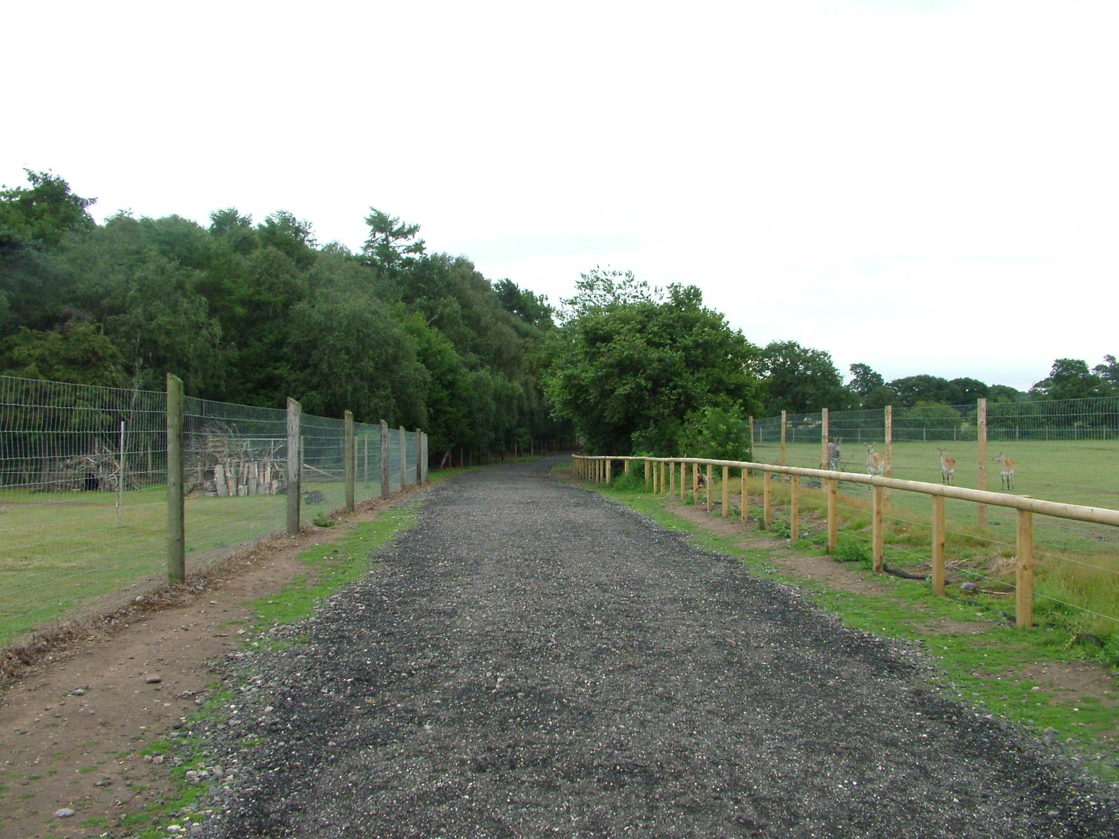 African Plains viewing area at Yorkshire WP, 18/07/10