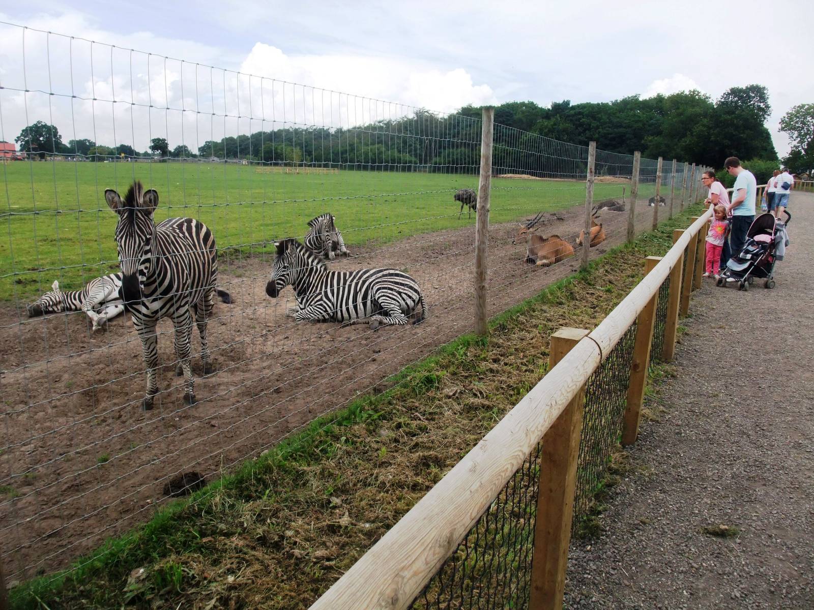 African Plains Viewing at Yorkshire WP, 05/08/12