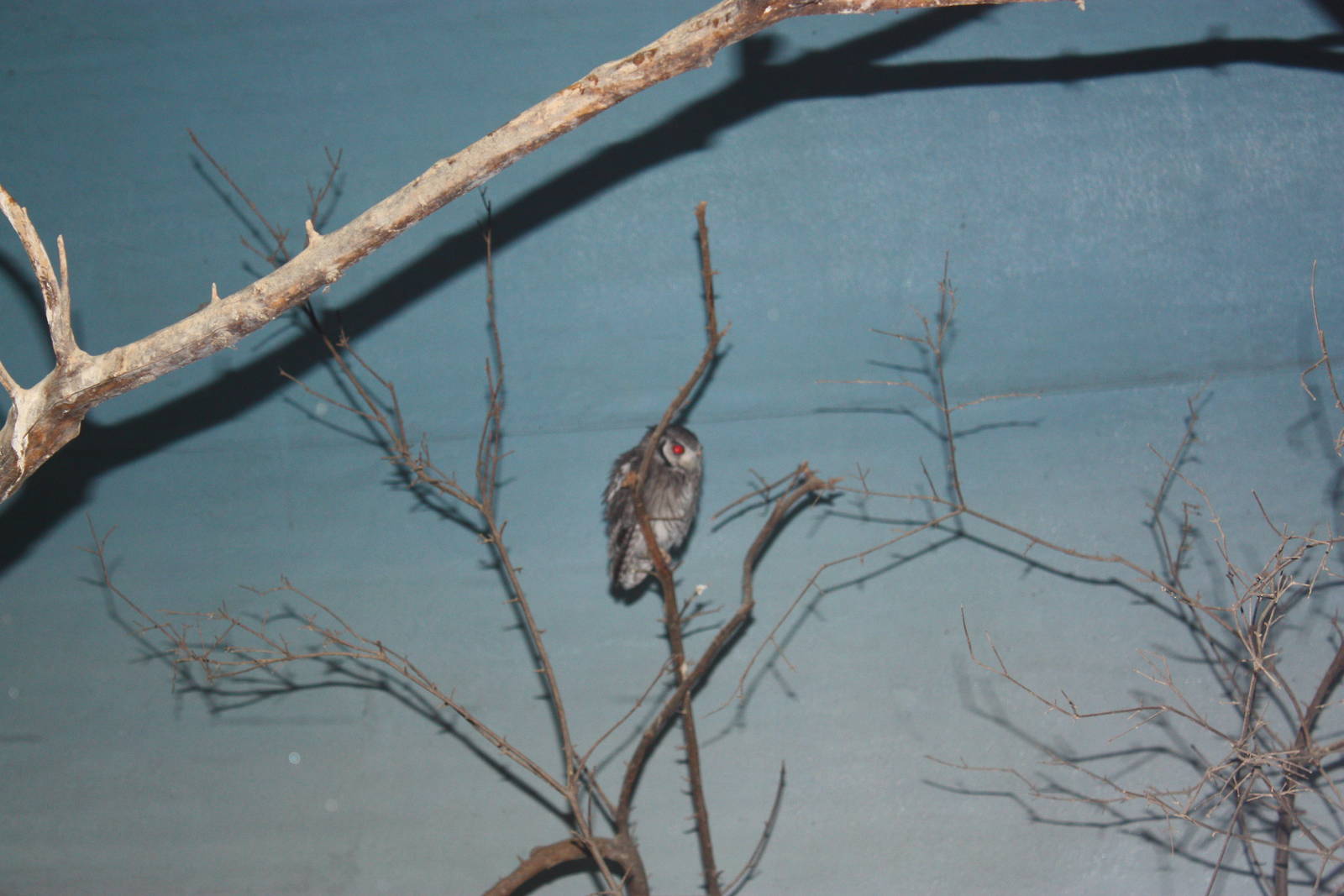 African Plains- White-Faced Scops Owl