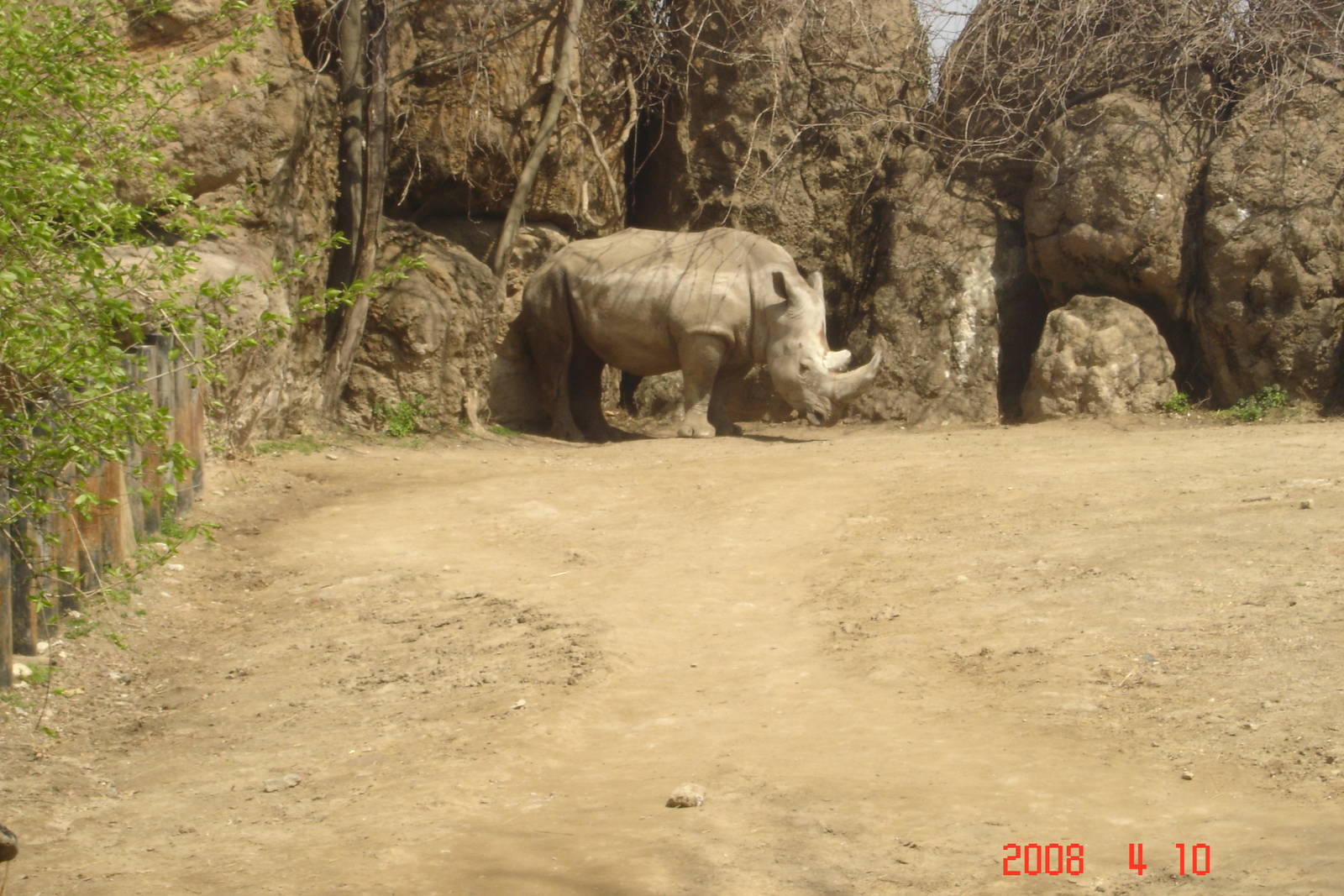 African Plains-White Rhinoceros