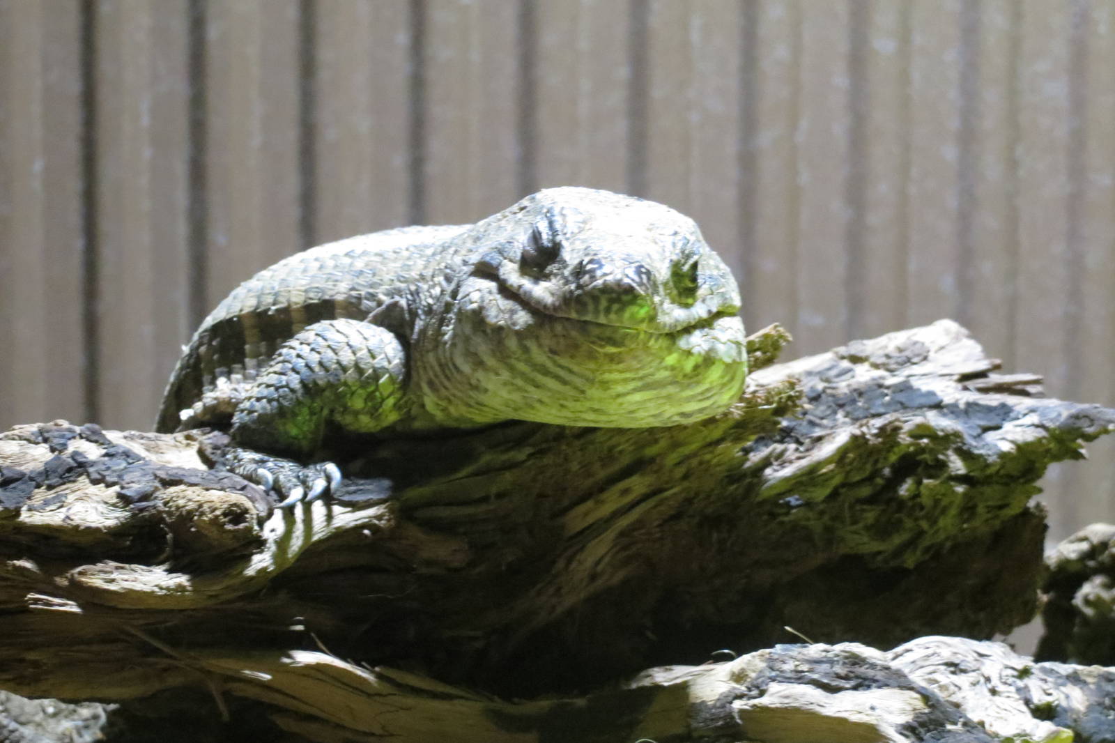 african plated lizard 020313