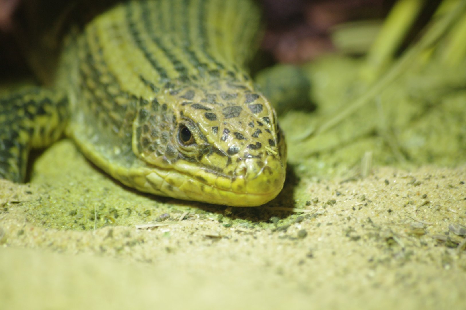 African plated lizard- 17/2/2025