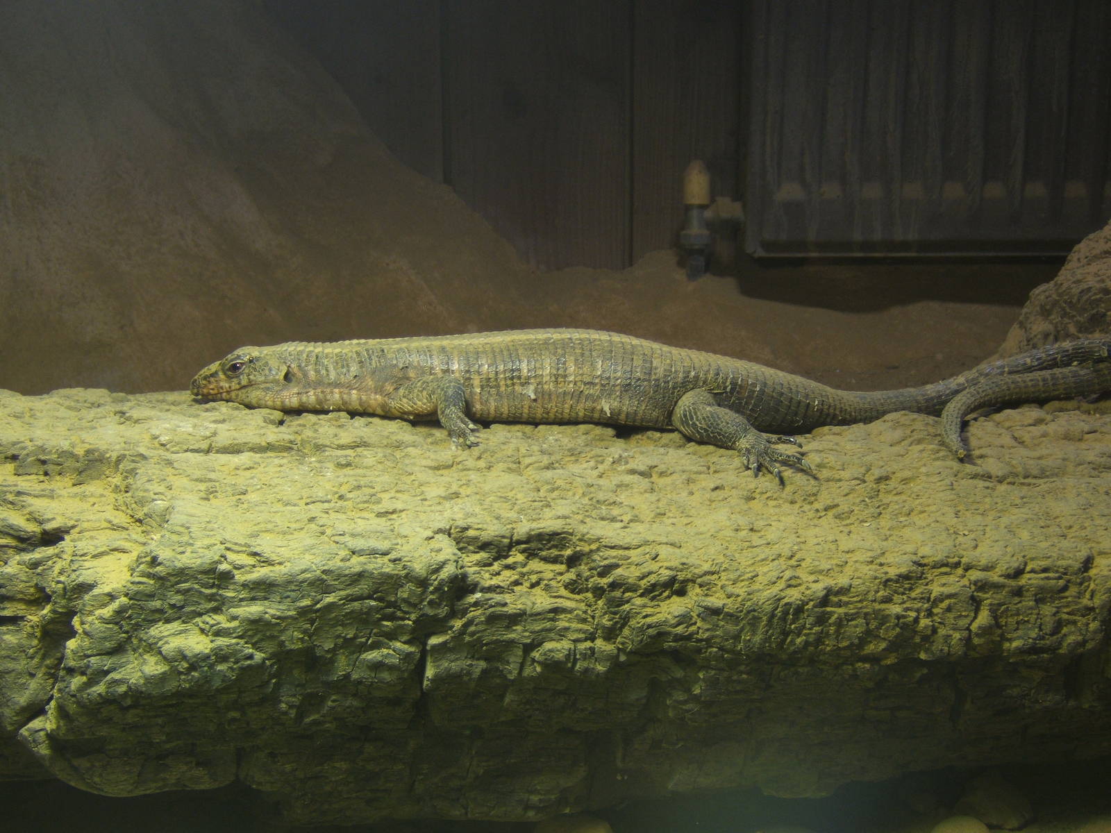 African Plated Lizard (Gerrhosaurus validus validus)
