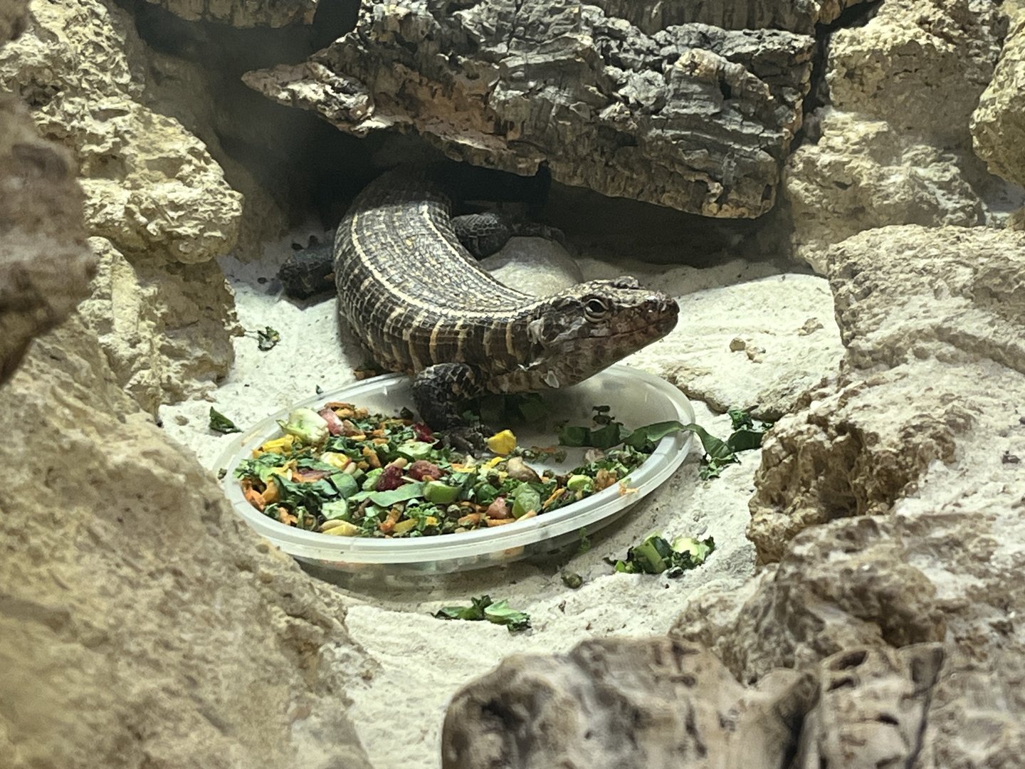 African Plated Lizard