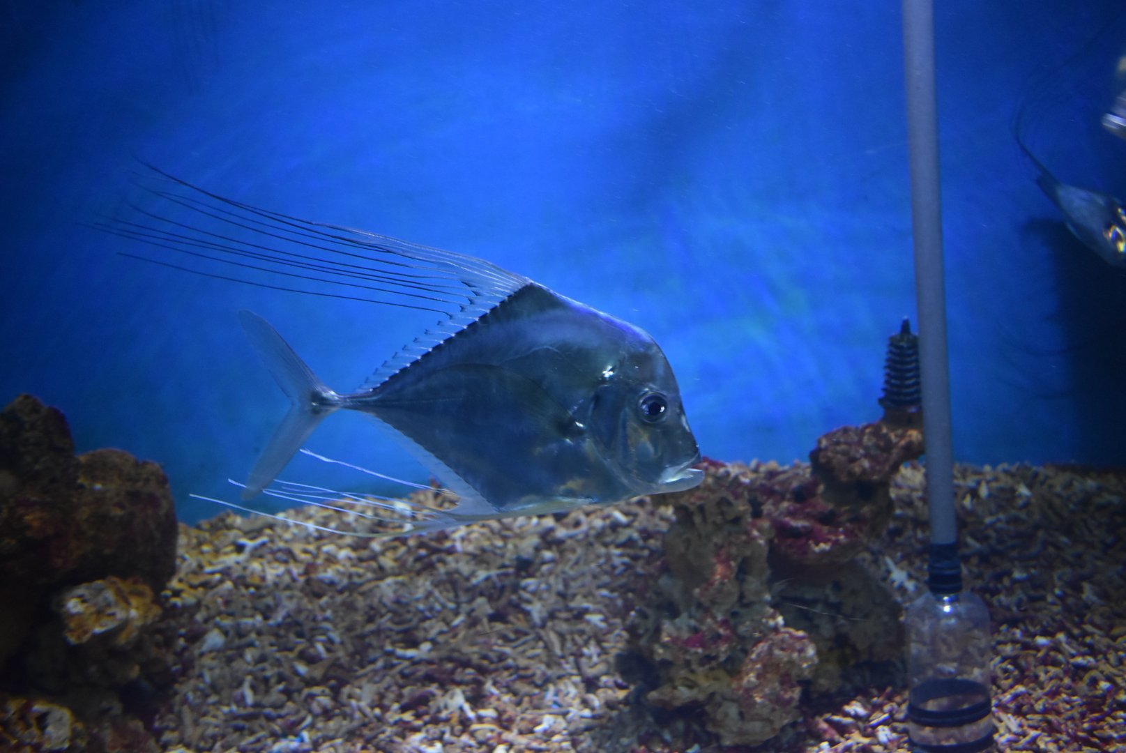 African pompano (Alectis ciliaris)