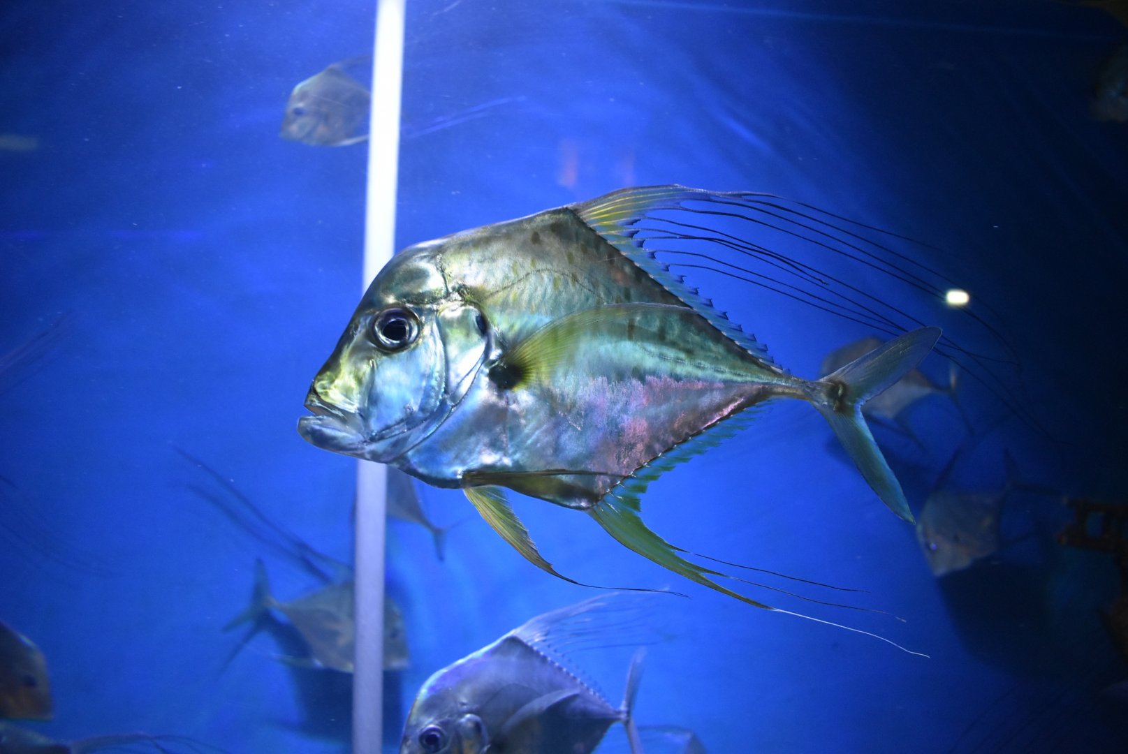African pompano (Alectis ciliaris)