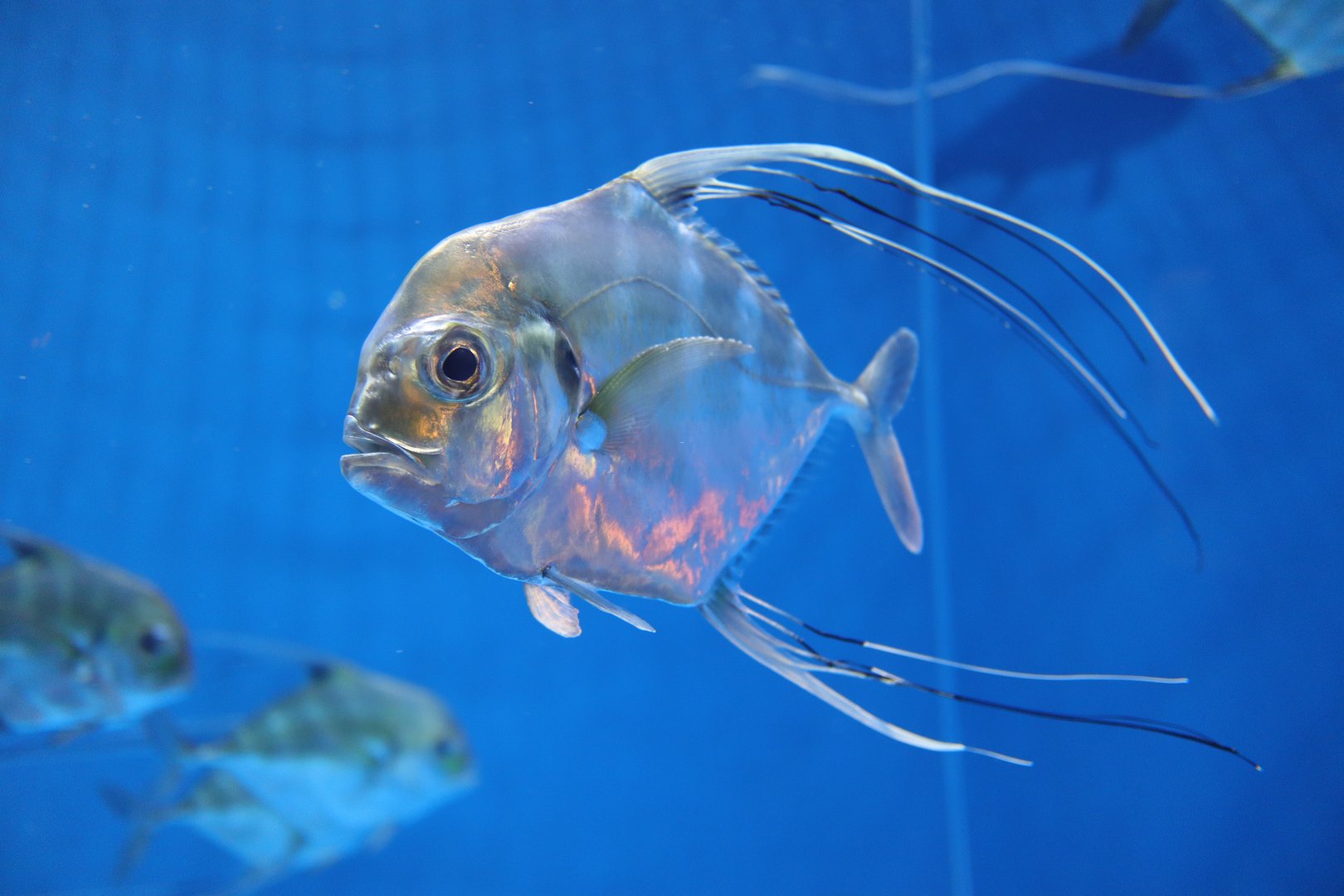 African Pompano (Alectis ciliaris)