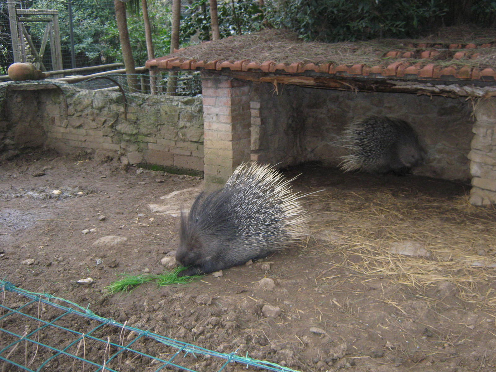 African porcupine 2013