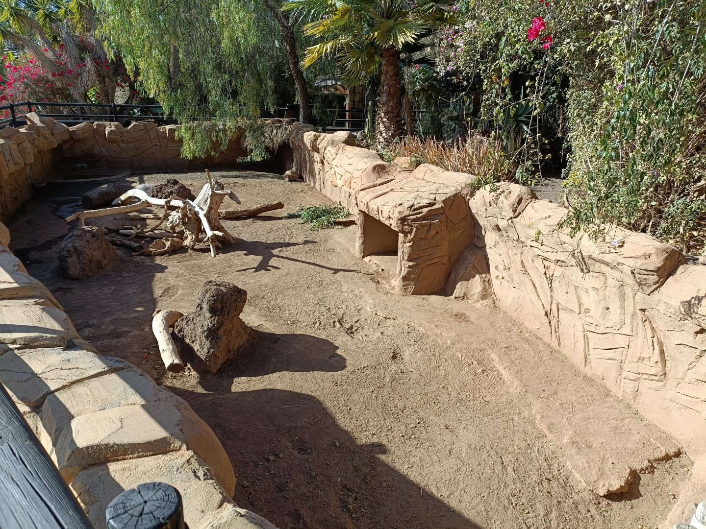 African porcupine and sulcata tortoise exhibit