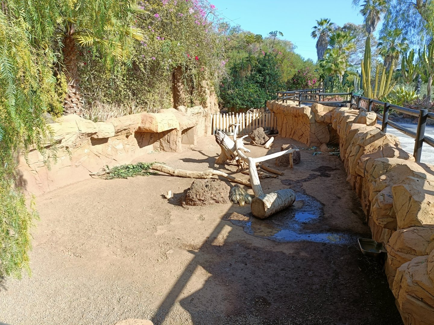 African porcupine and sulcata tortoise exhibit