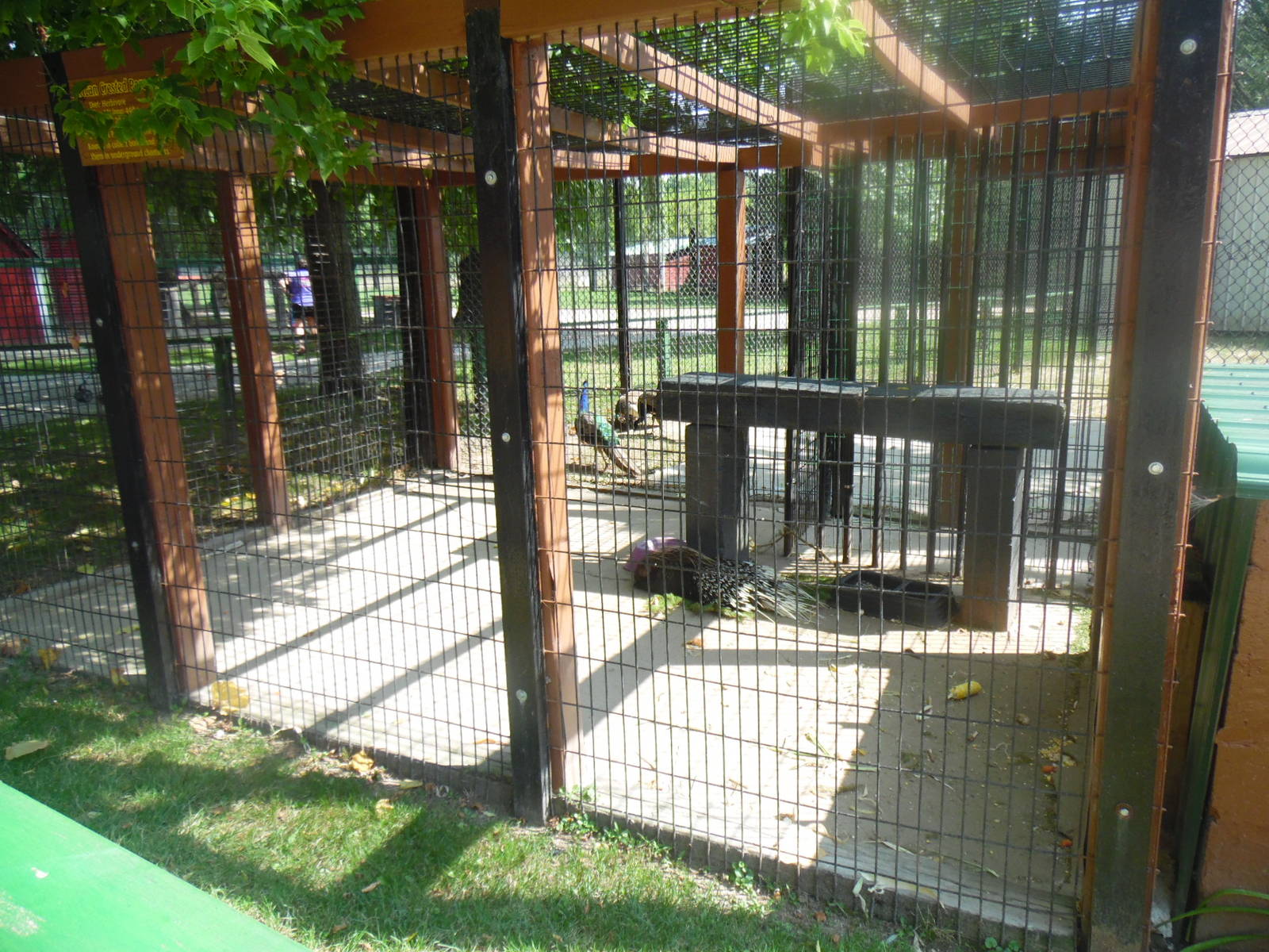 African Porcupine Exhibit