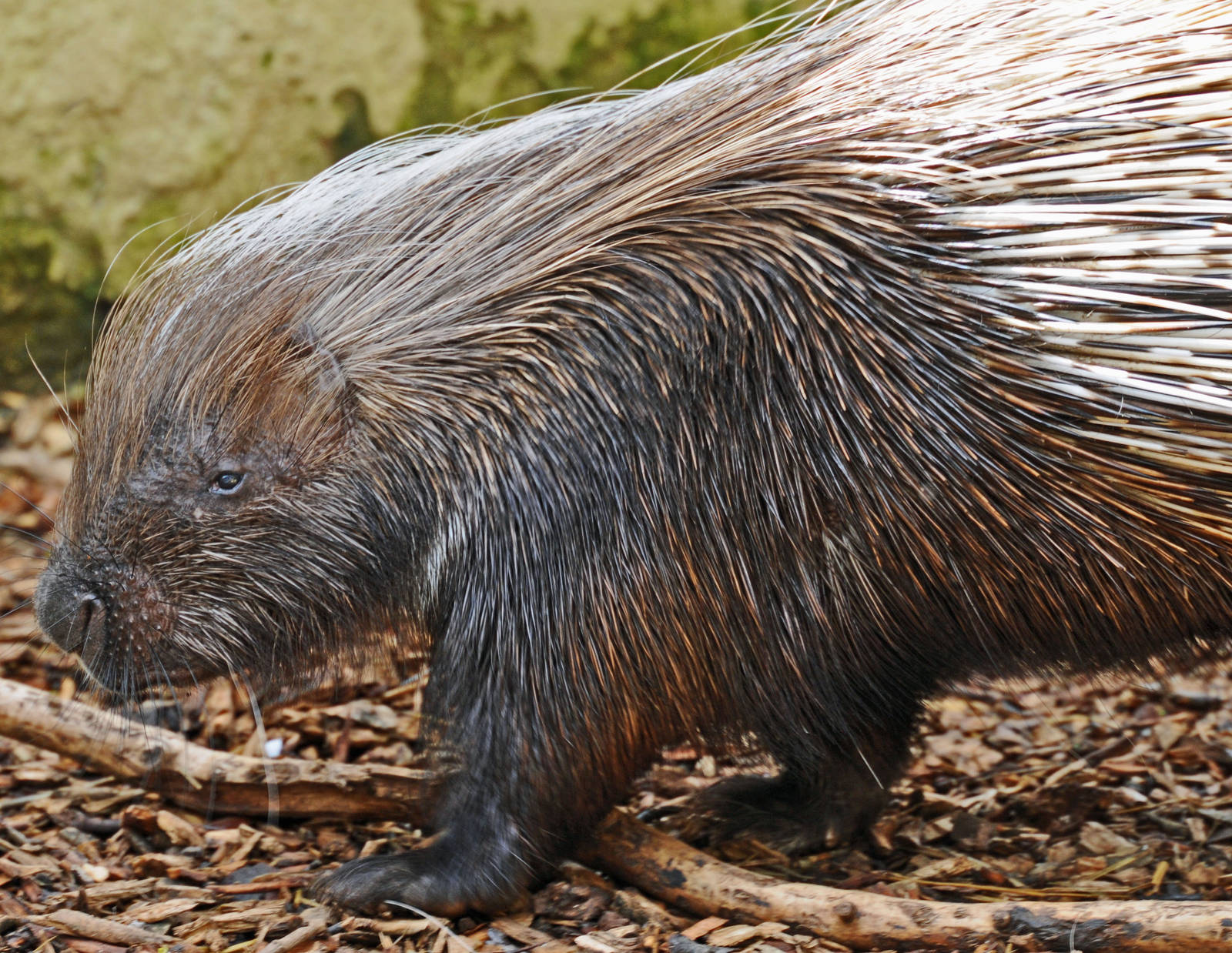 AFRICAN PORCUPINE