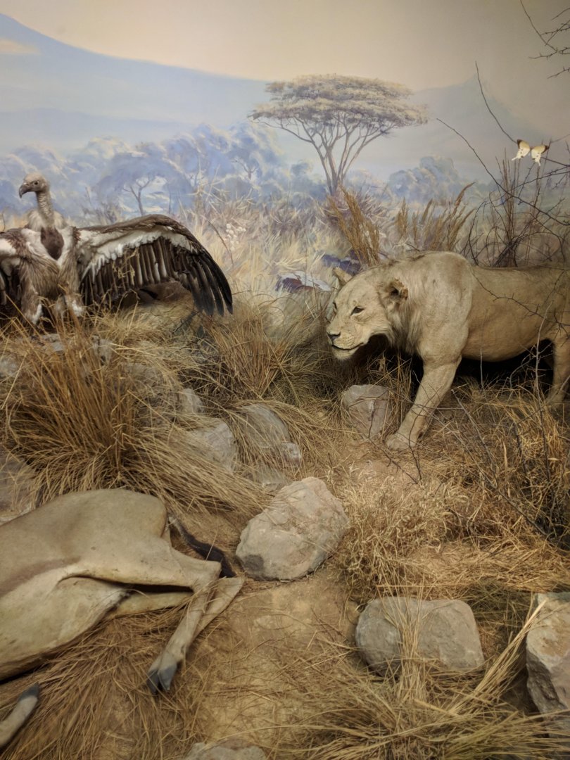 African Predators Diorama Stuttgart Natural History Museum 2019
