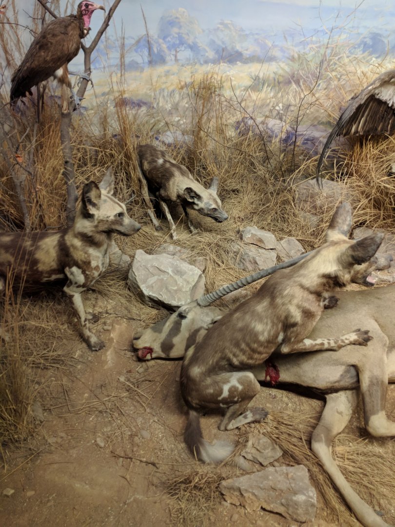 African Predators Diorama Stuttgart Natural History Museum 2019
