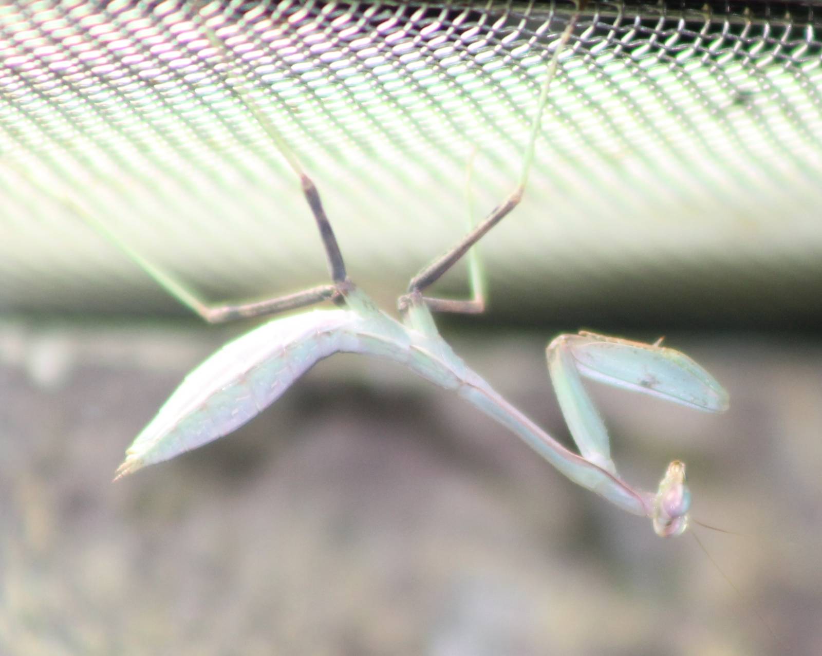 African preying mantis