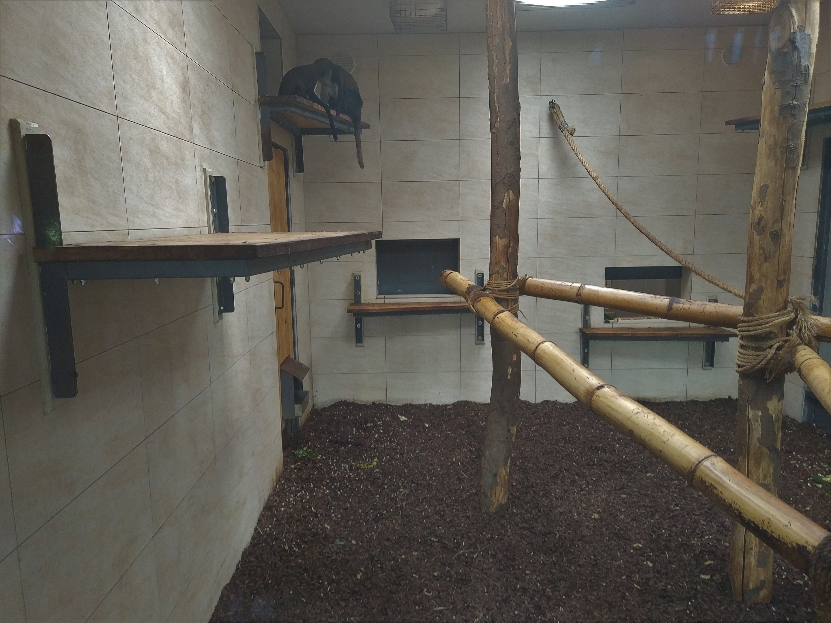 African Primate Indoors