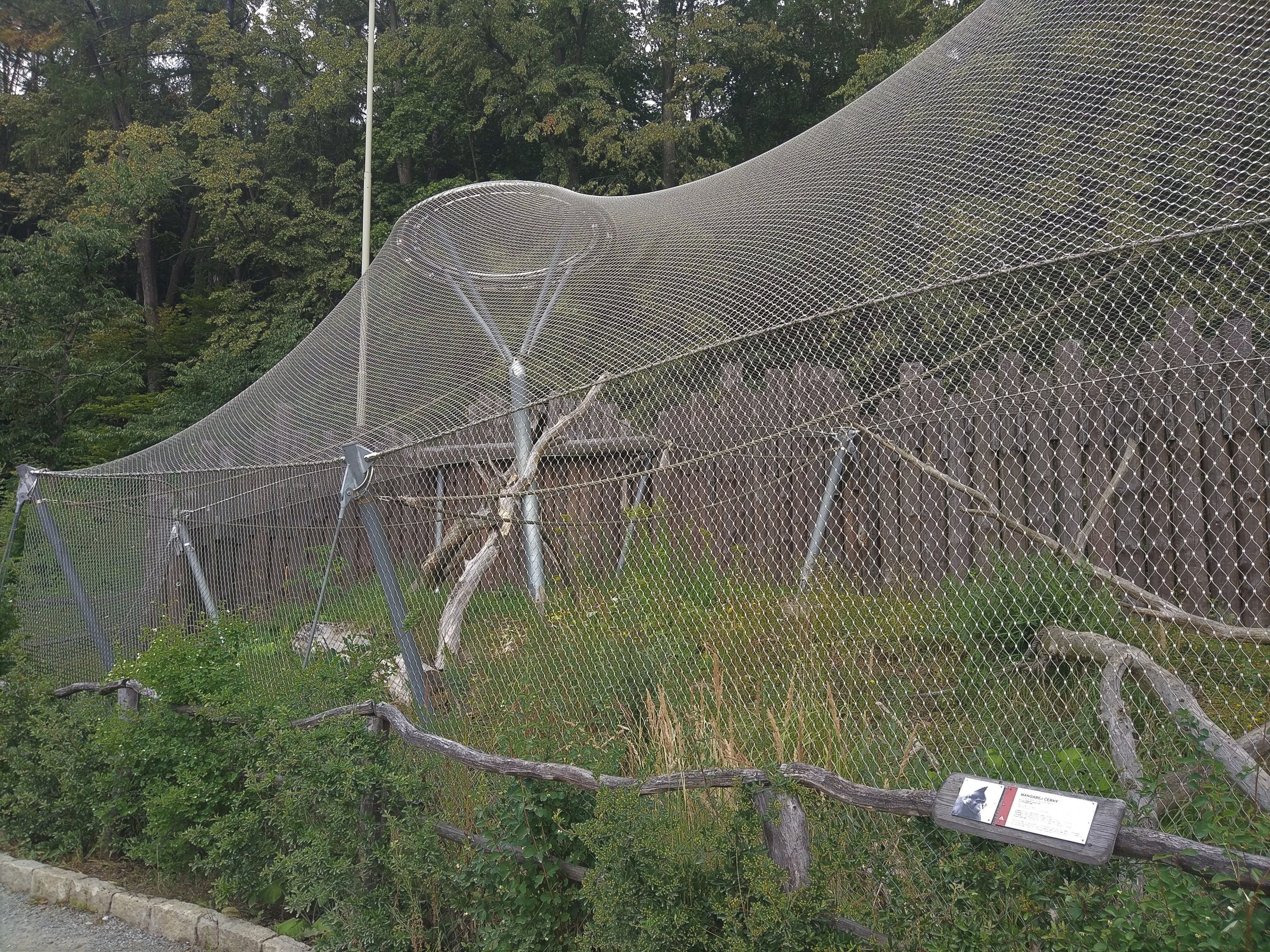 African Primate Outdoors