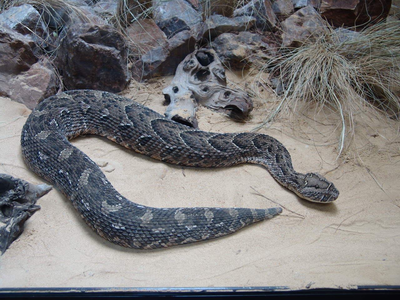 African Puff Adder (Bitis arietans)