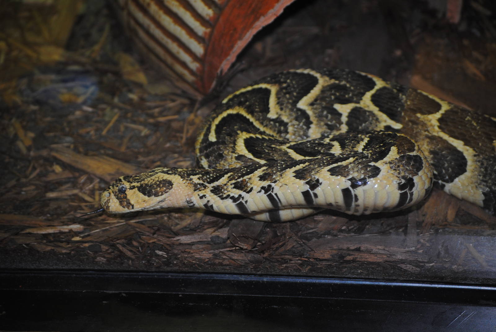 African Puff Adder