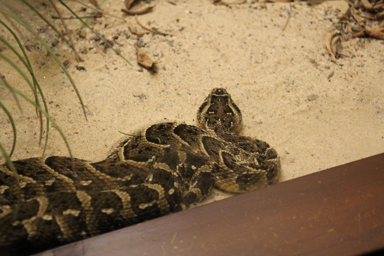 African Puff Adder