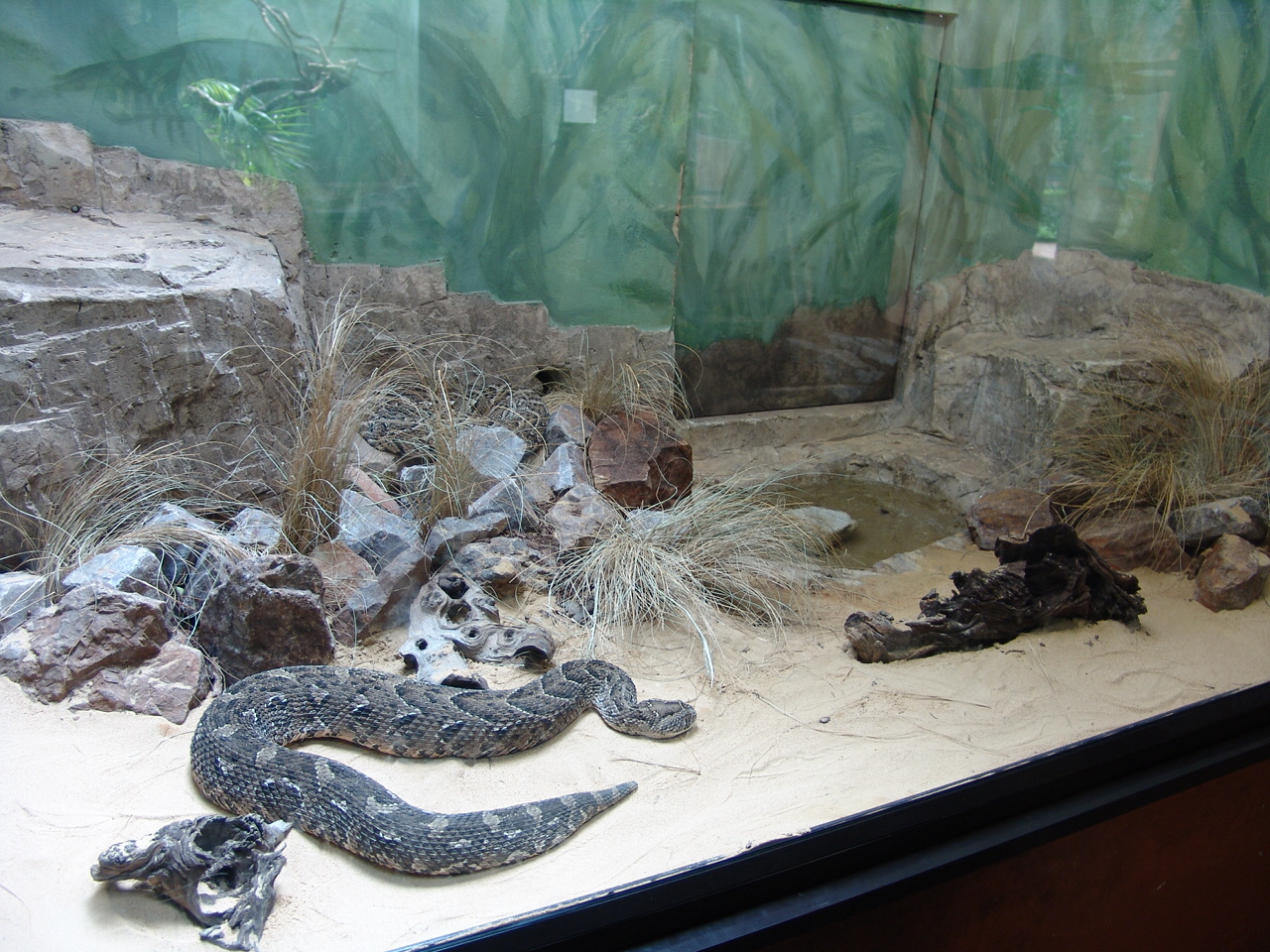 African Puff Adder's (Bitis arietans) exhibit