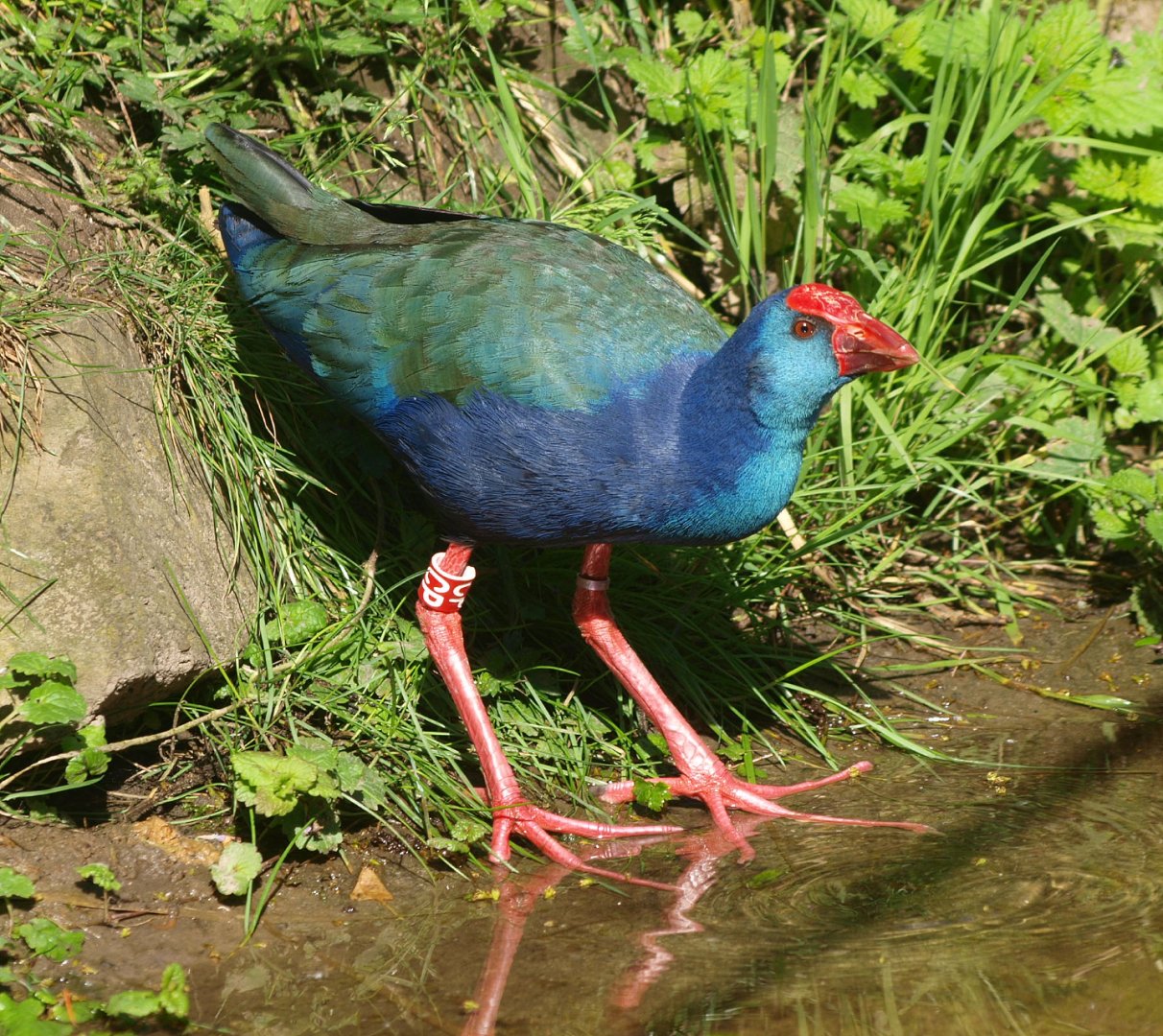 African purple swamphen (Porphyrio madagascariensis), 2015-06-07