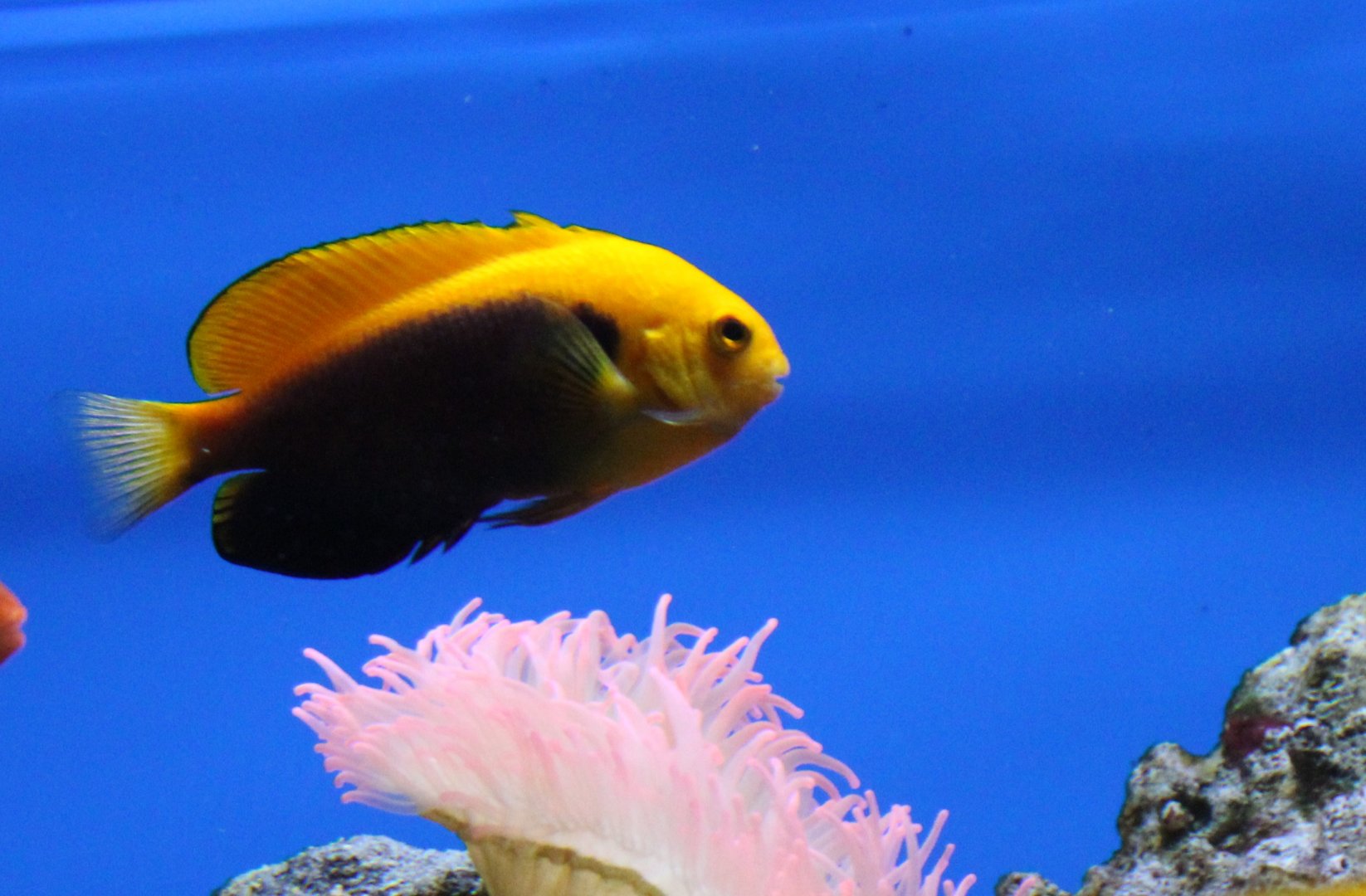 African pygmy angel - Centropyge acanthrops