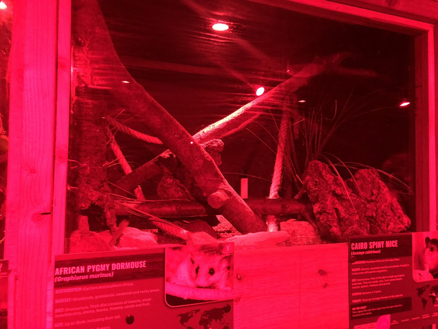 African Pygmy Dormouse / Cairo Spiny Mouse Enclosure at Ponderosa Zoo (October 2022)