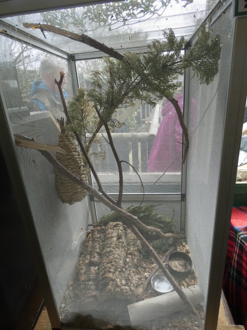 African Pygmy Dormouse Enclosure
