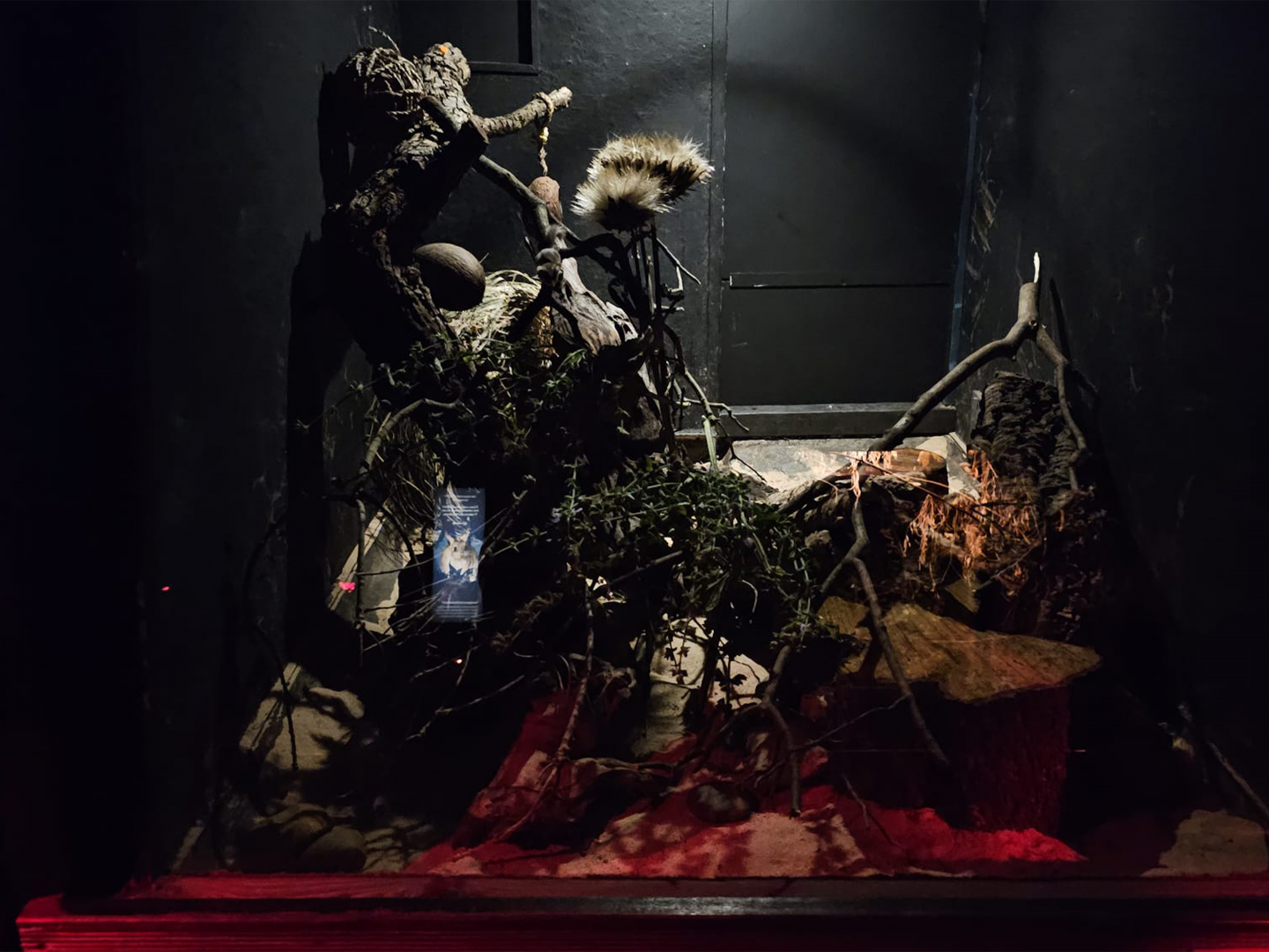 African pygmy dormouse enclosure